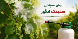 زمان سمپاشی سیفدک انگور