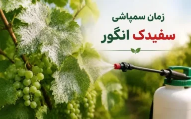 زمان سمپاشی سیفدک انگور