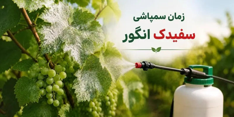 زمان سمپاشی سیفدک انگور