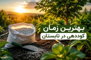 بهترین زمان کوددهی در تابستان