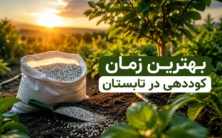 بهترین زمان کوددهی در تابستان