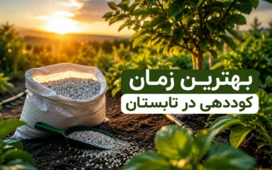 بهترین زمان کوددهی در تابستان