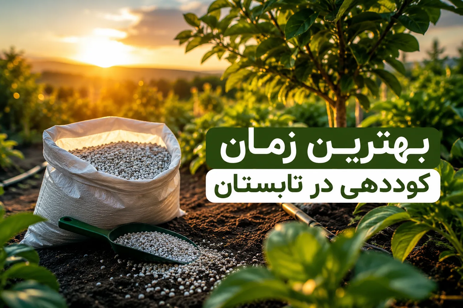 بهترین زمان کوددهی در تابستان